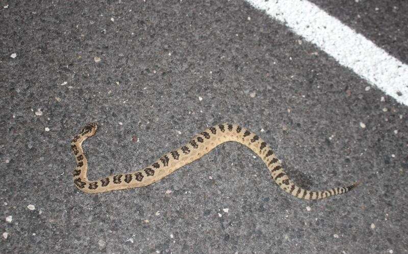 Image of Crotalus oreganus lutosus Klauber 1930