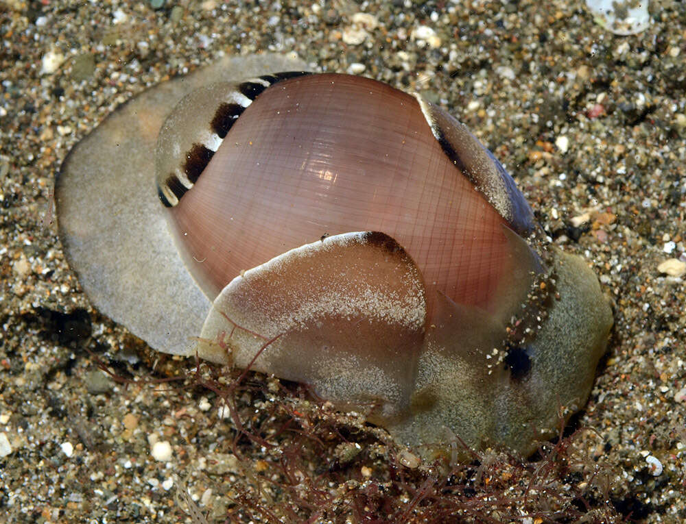 Image of white Pacific glassy-bubble