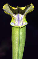 Image of Yellow Trumpets