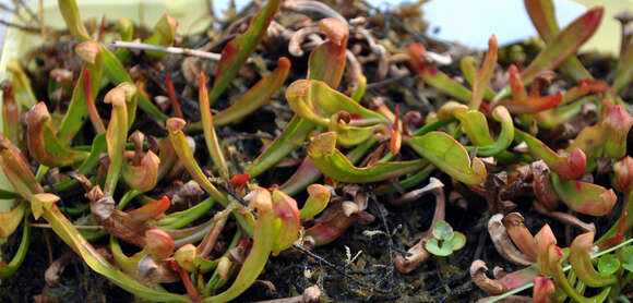 Image of purple pitcherplant