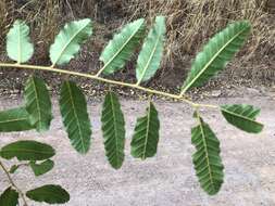 Image of Cupaniopsis tomentella (F. Müll. ex Benth.) S. T. Reynolds