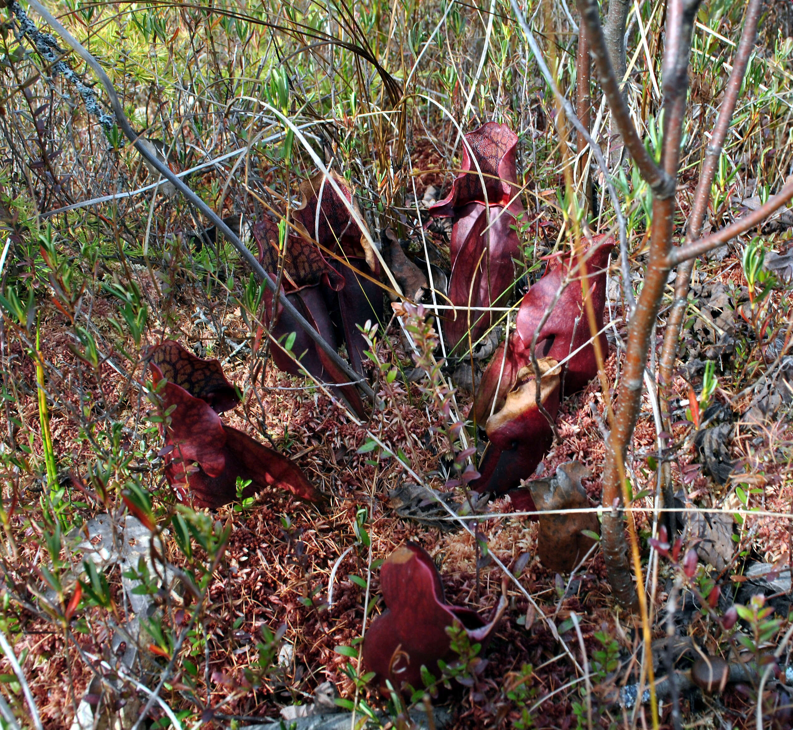 Image of purple pitcherplant