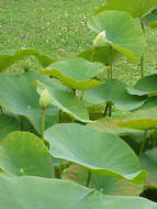 Image of American lotus