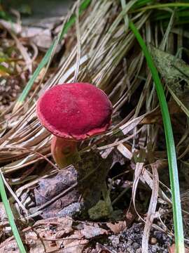 Image of Boletus harrisonii A. H. Sm. & Thiers 1971