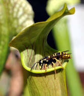 Image of Yellow Trumpets