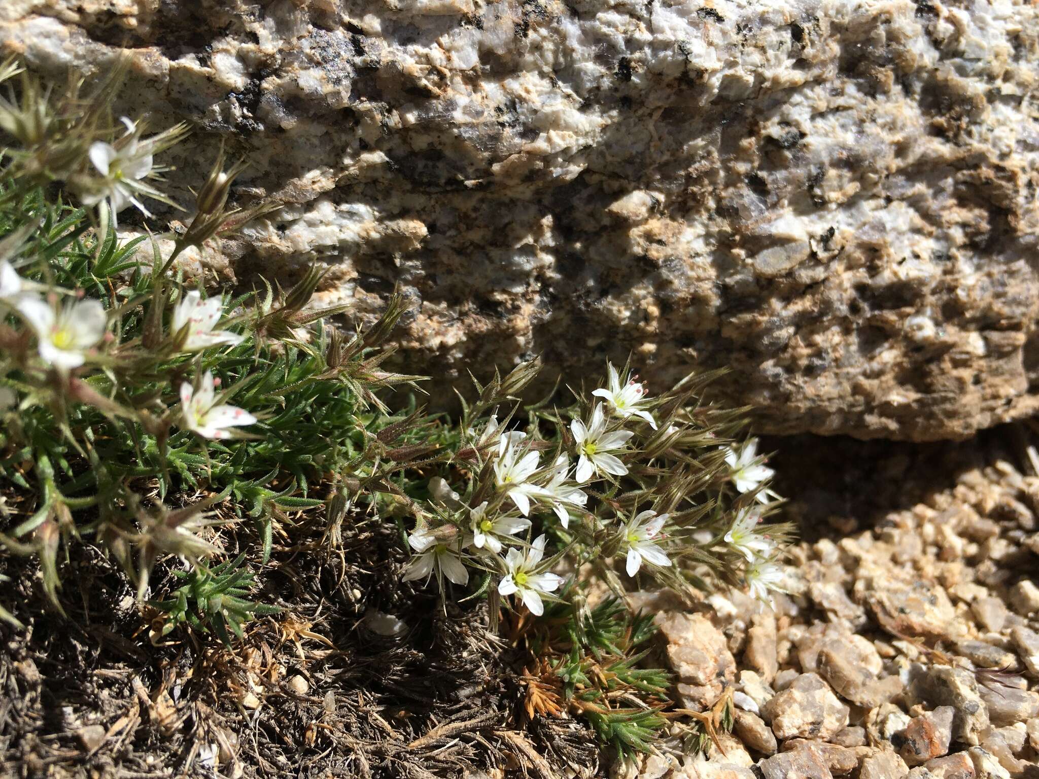 Image of brittle sandwort