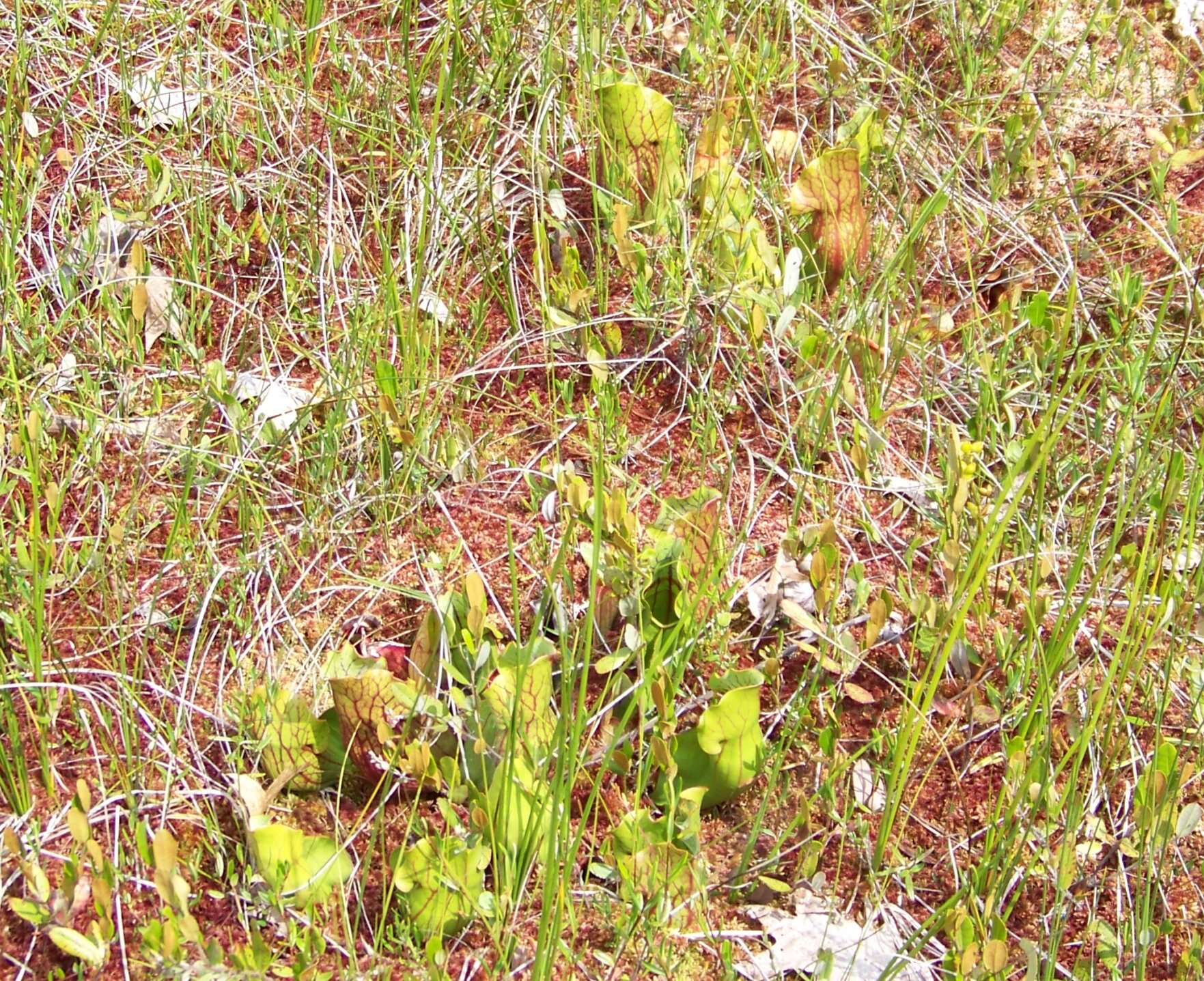 Image of purple pitcherplant