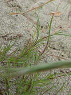 Image of curved sicklegrass
