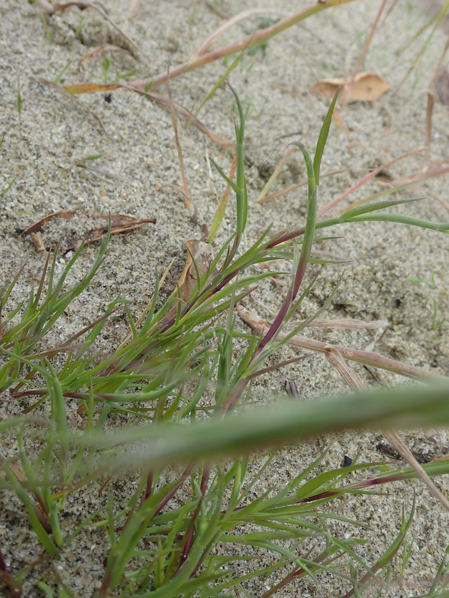Image of curved sicklegrass