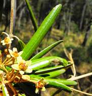 Image de Ricinocarpos ledifolius F. Muell.