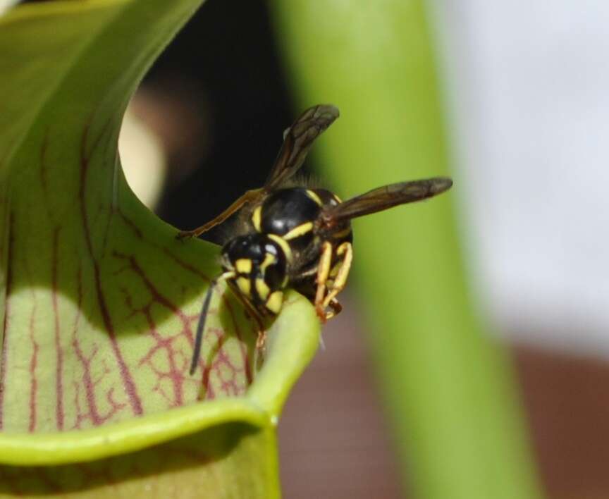 Image of Yellow Trumpets