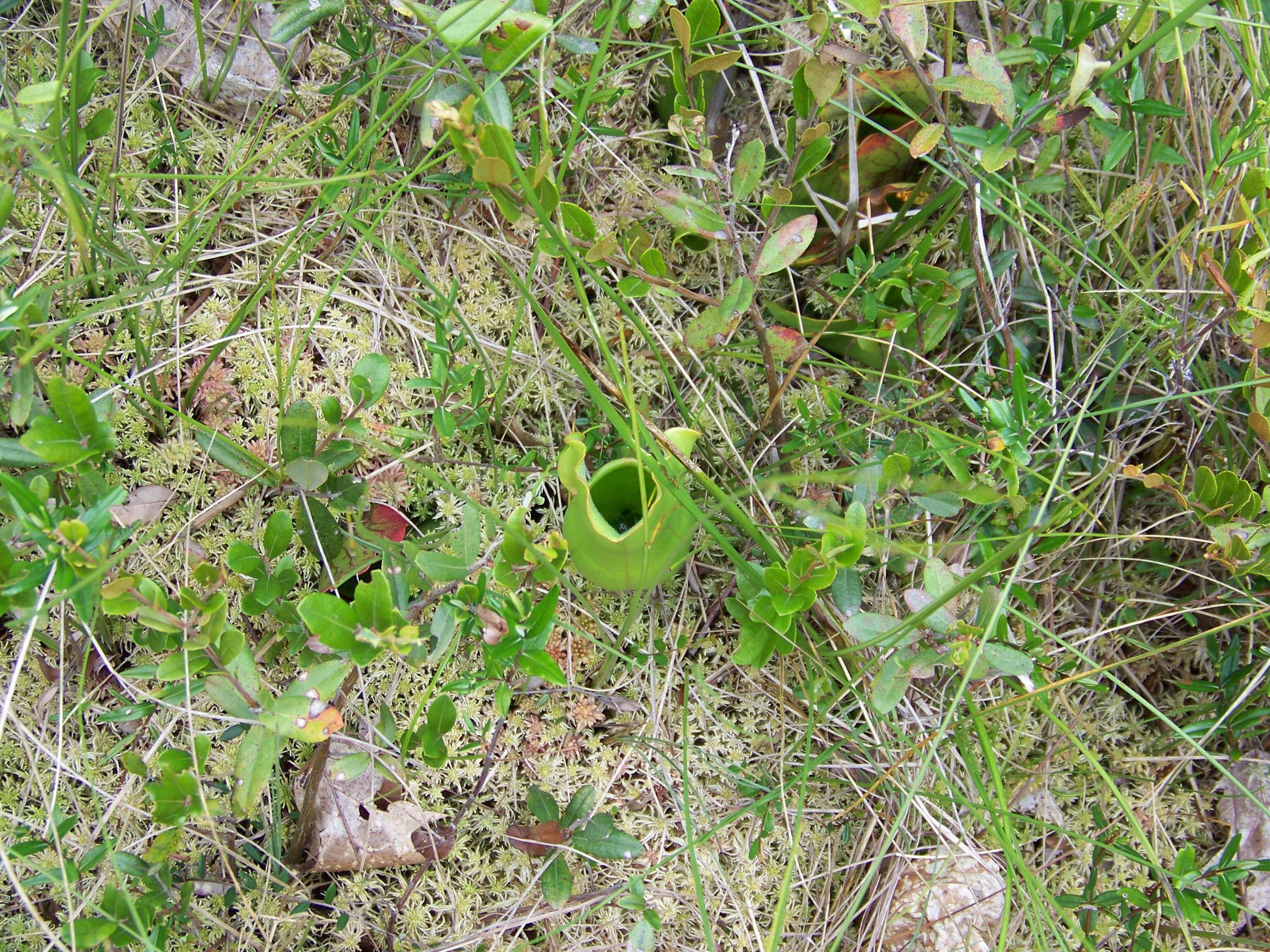 Image of purple pitcherplant