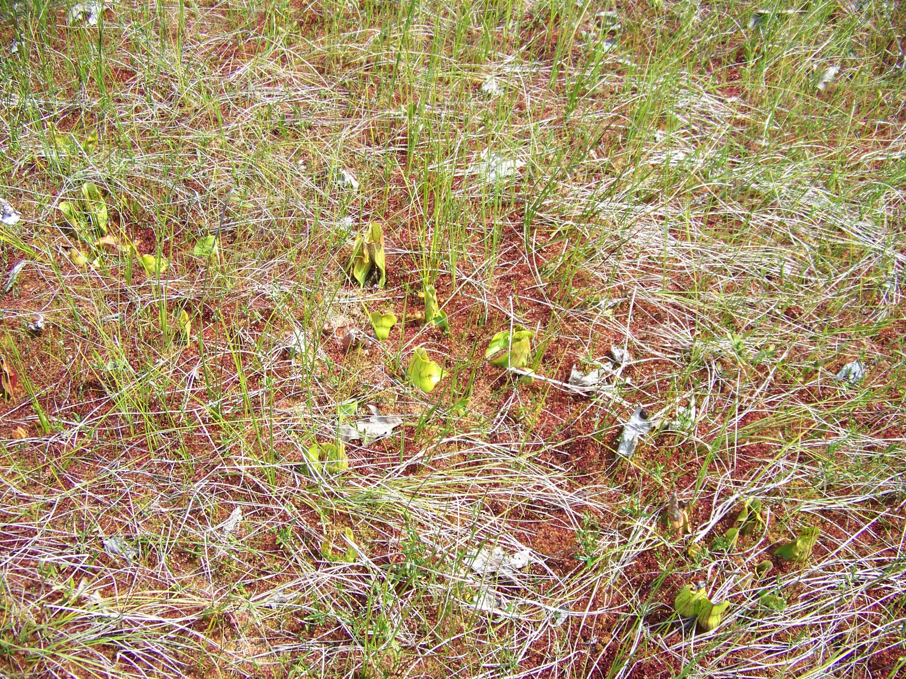 Image of purple pitcherplant