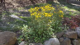 Image of golden ragwort