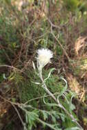 Слика од Helichrysum leucopsideum DC.