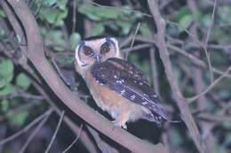 Image of Buff-fronted Owl