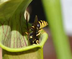 Image of Yellow Trumpets