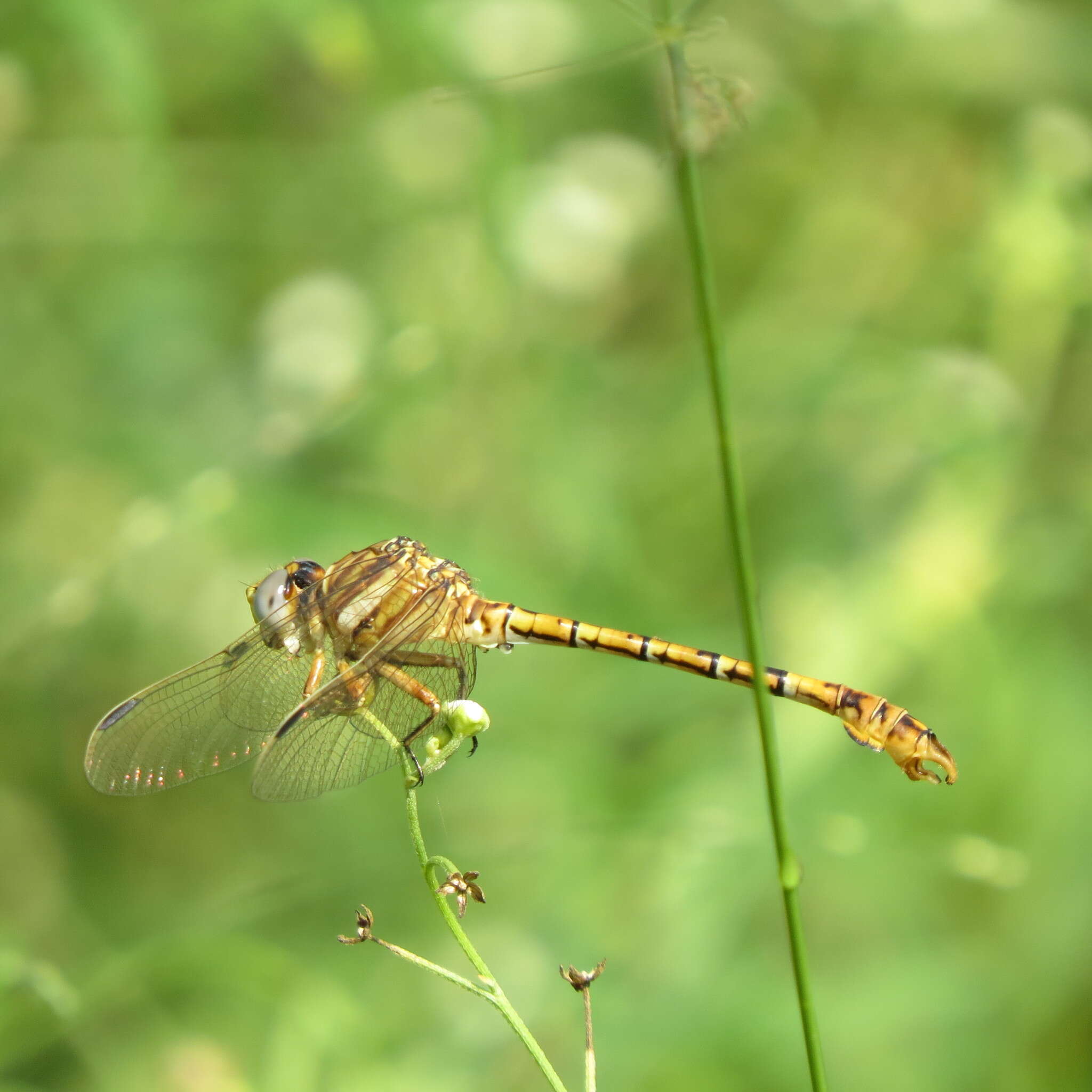 Image of Clubbed Talontail