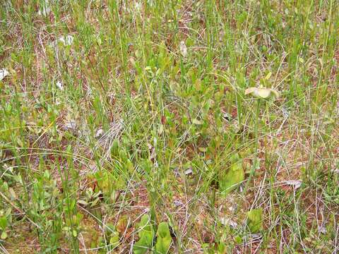 Image of purple pitcherplant