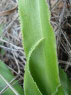 Image of Chlorophytum crispum (Thunb.) Baker