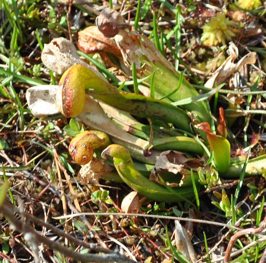 Image of California pitcherplant