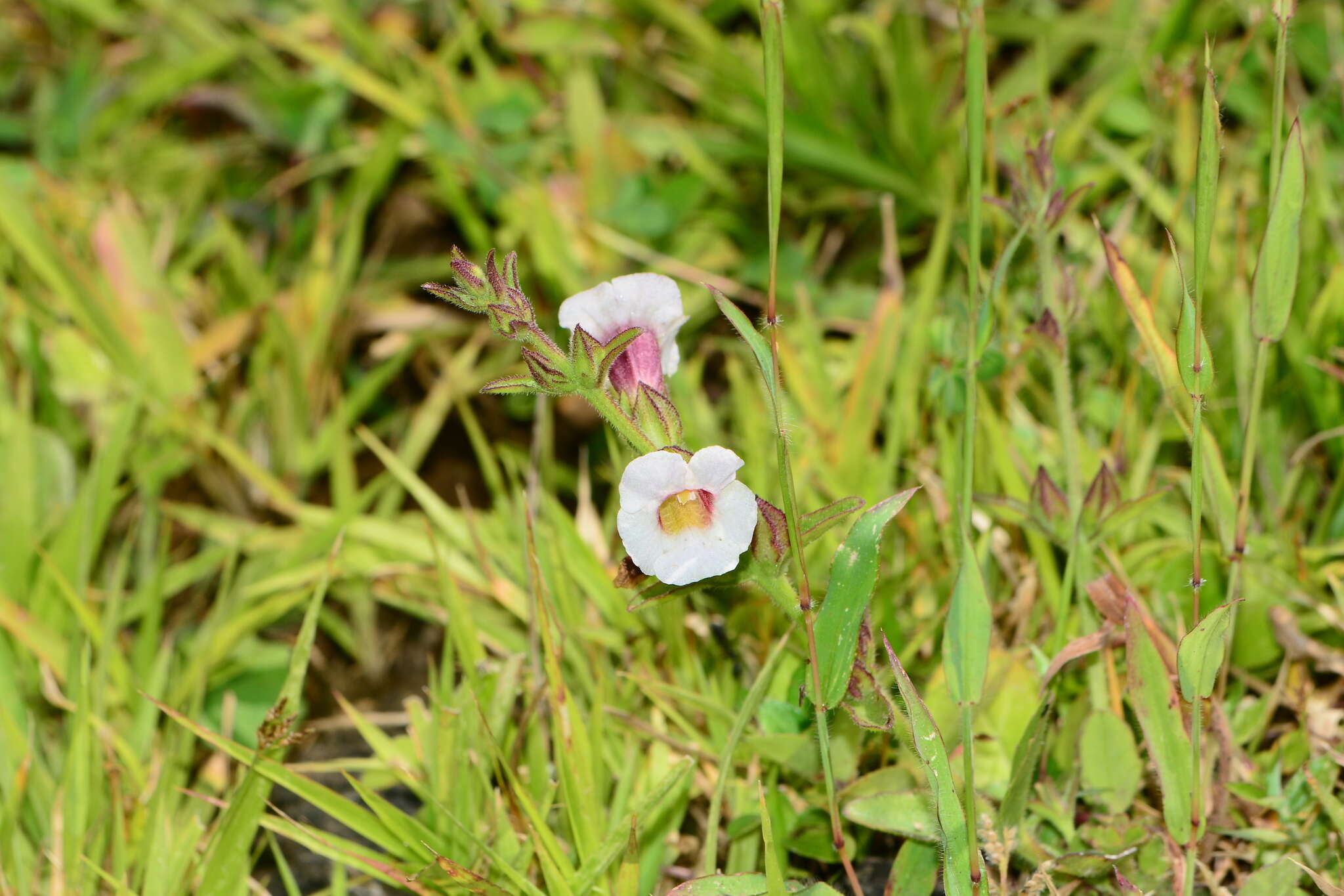 Image of Centranthera indica (L.) Gamble