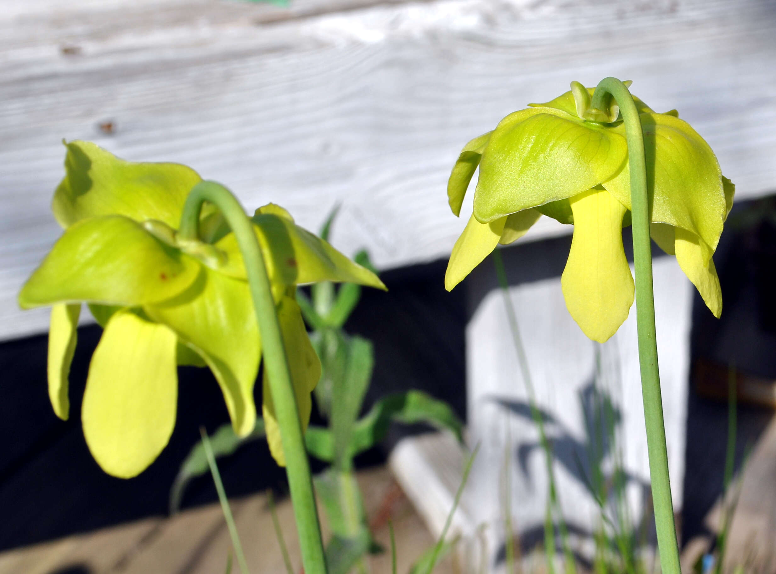 Image of Green Pitcherplant