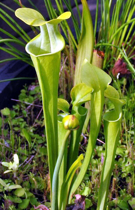 Image of Green Pitcherplant