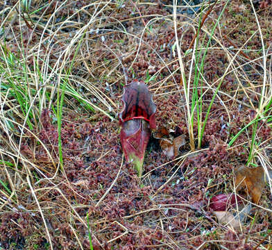 Image of purple pitcherplant