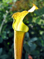 Image of Alabama Cranebrake Pitcherplant