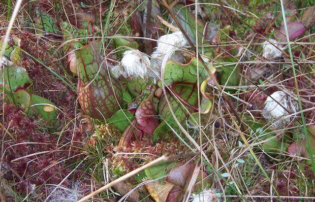 Image of purple pitcherplant