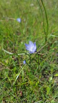 صورة Dipterostemon capitatus subsp. lacuna-vernalis