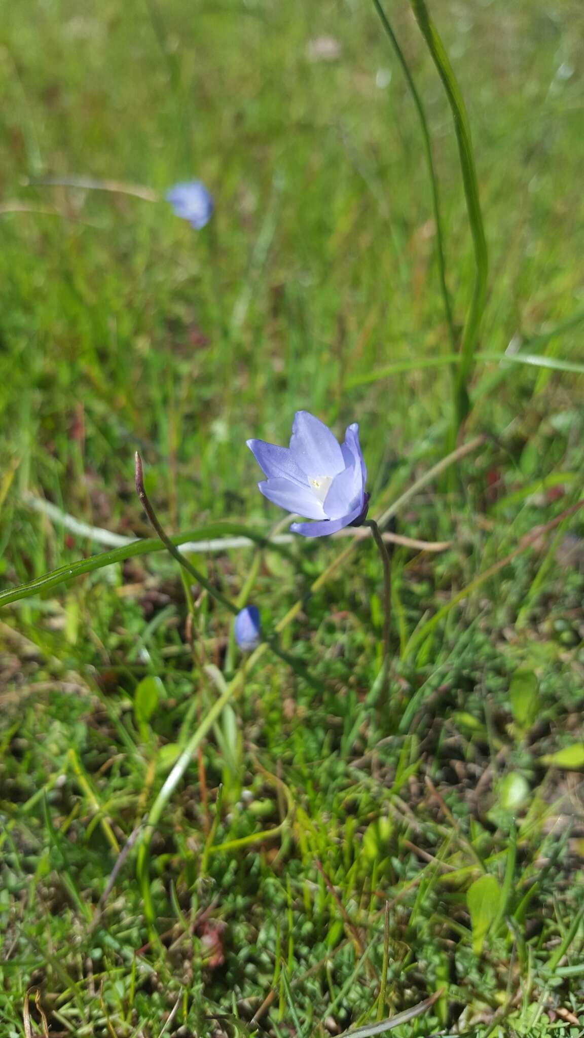 Image de Dipterostemon capitatus subsp. lacuna-vernalis