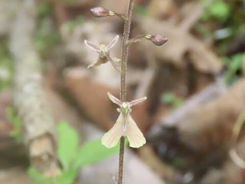 Image of Kidneyleaf twayblade