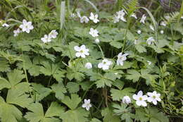 Image of Anemonastrum baicalense (Turcz.) Mosyakin