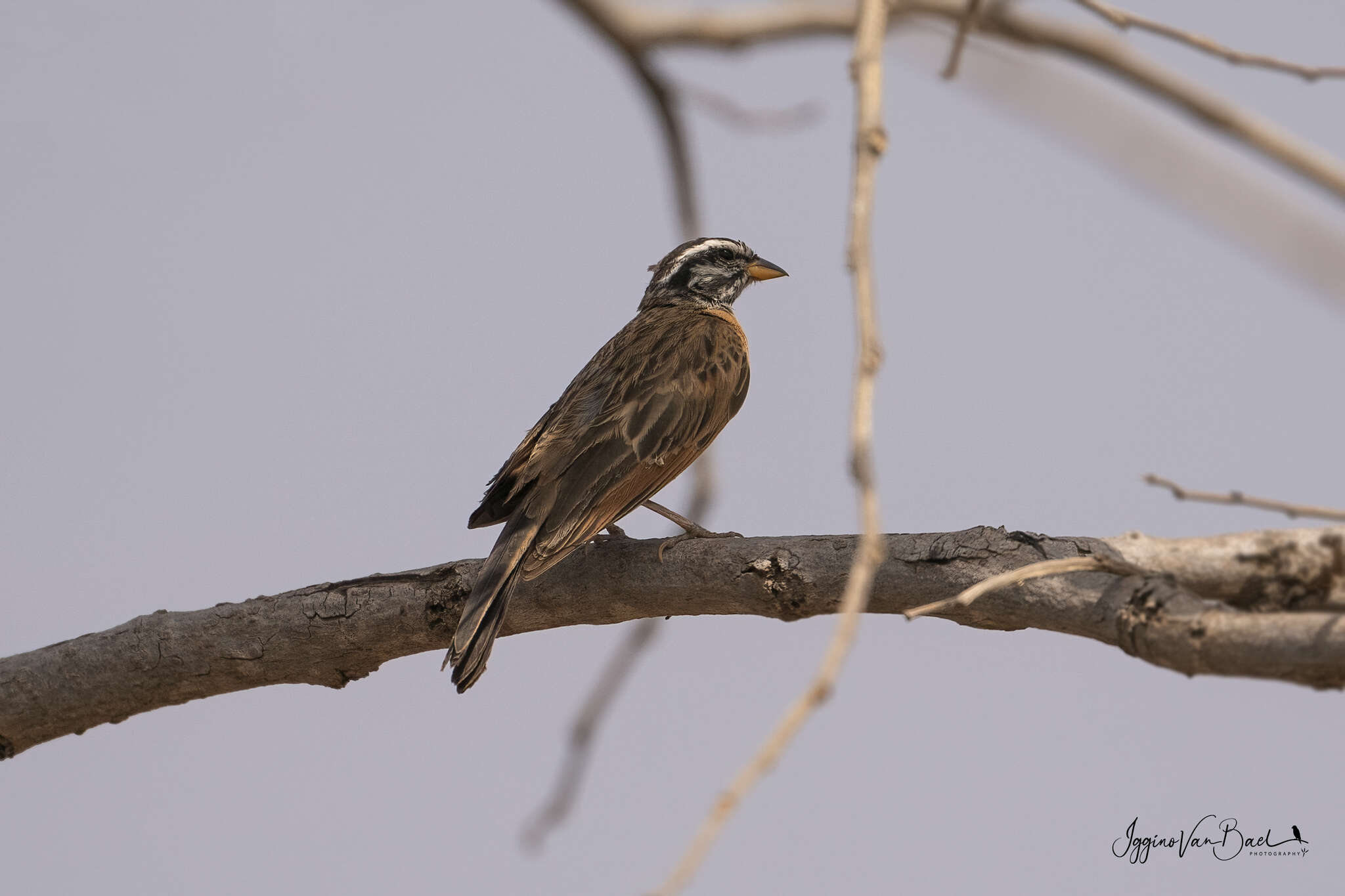 صورة Emberiza goslingi (Alexander 1906)