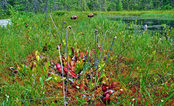 Image of purple pitcherplant