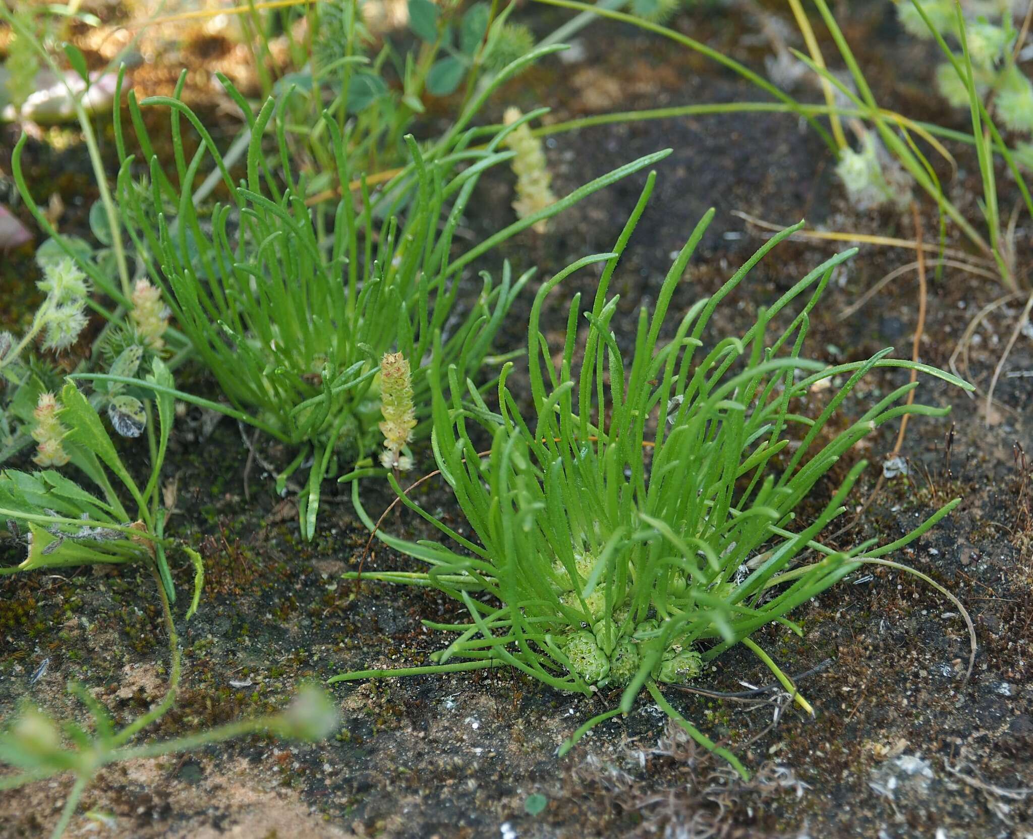صورة Isoetopsis graminifolia Turcz.
