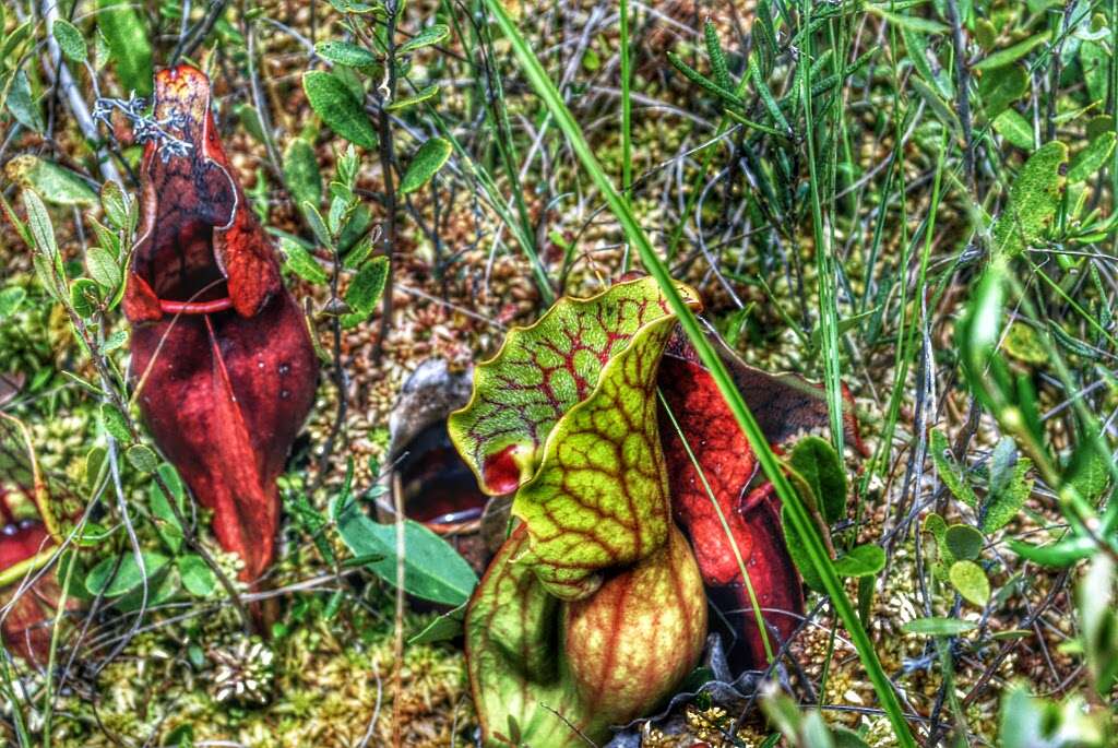 Image of purple pitcherplant