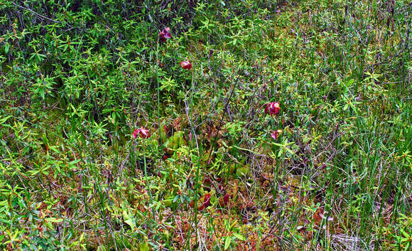 Image of purple pitcherplant