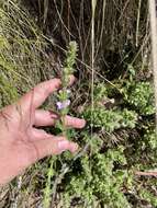 Sivun Euphrasia collina R. Br. kuva