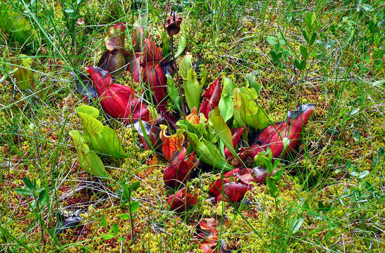 Image of purple pitcherplant