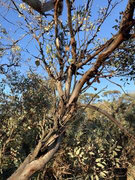 Plancia ëd Eucalyptus drummondii Benth.