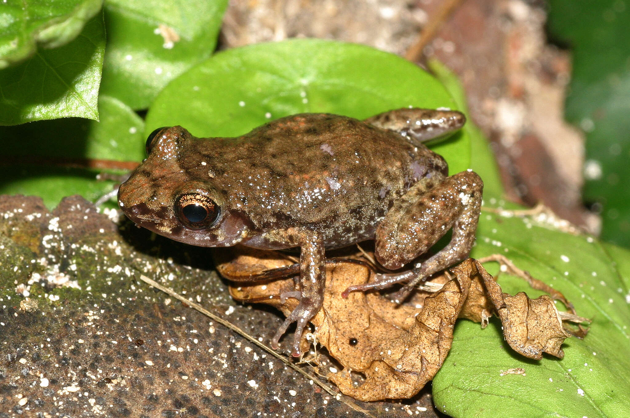 Plancia ëd Eleutherodactylus planirostris (Cope 1862)