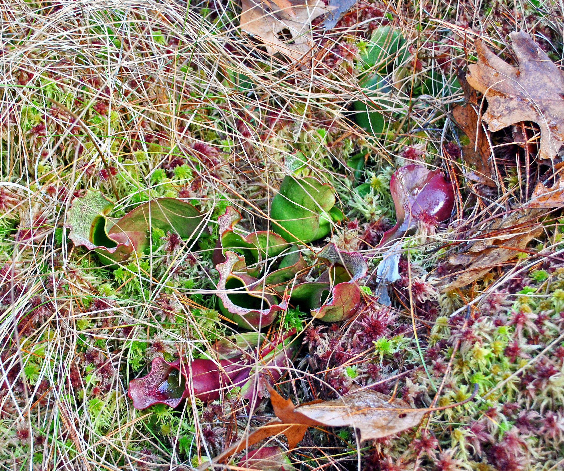 Image of purple pitcherplant