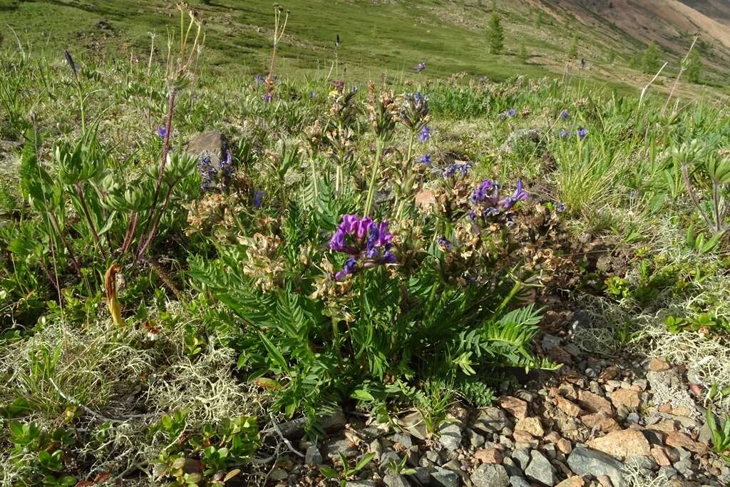 Image de Oxytropis kusnetzovii Krylov & Steinb.