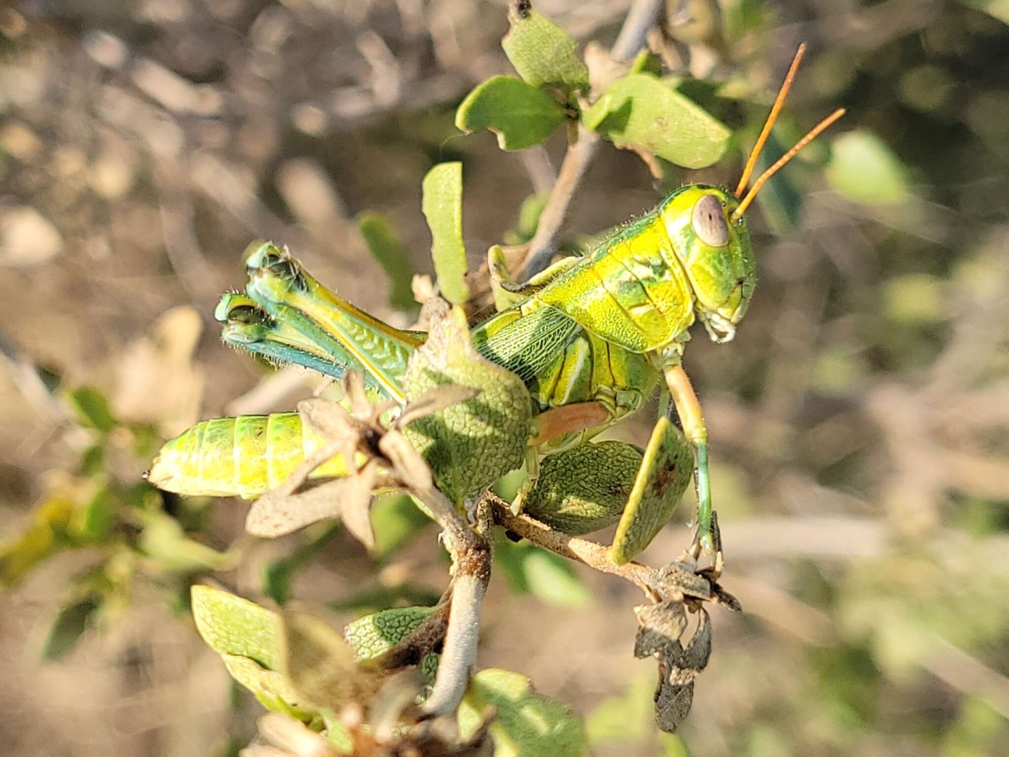 Слика од Campylacantha olivacea (Scudder & S. H. 1875)