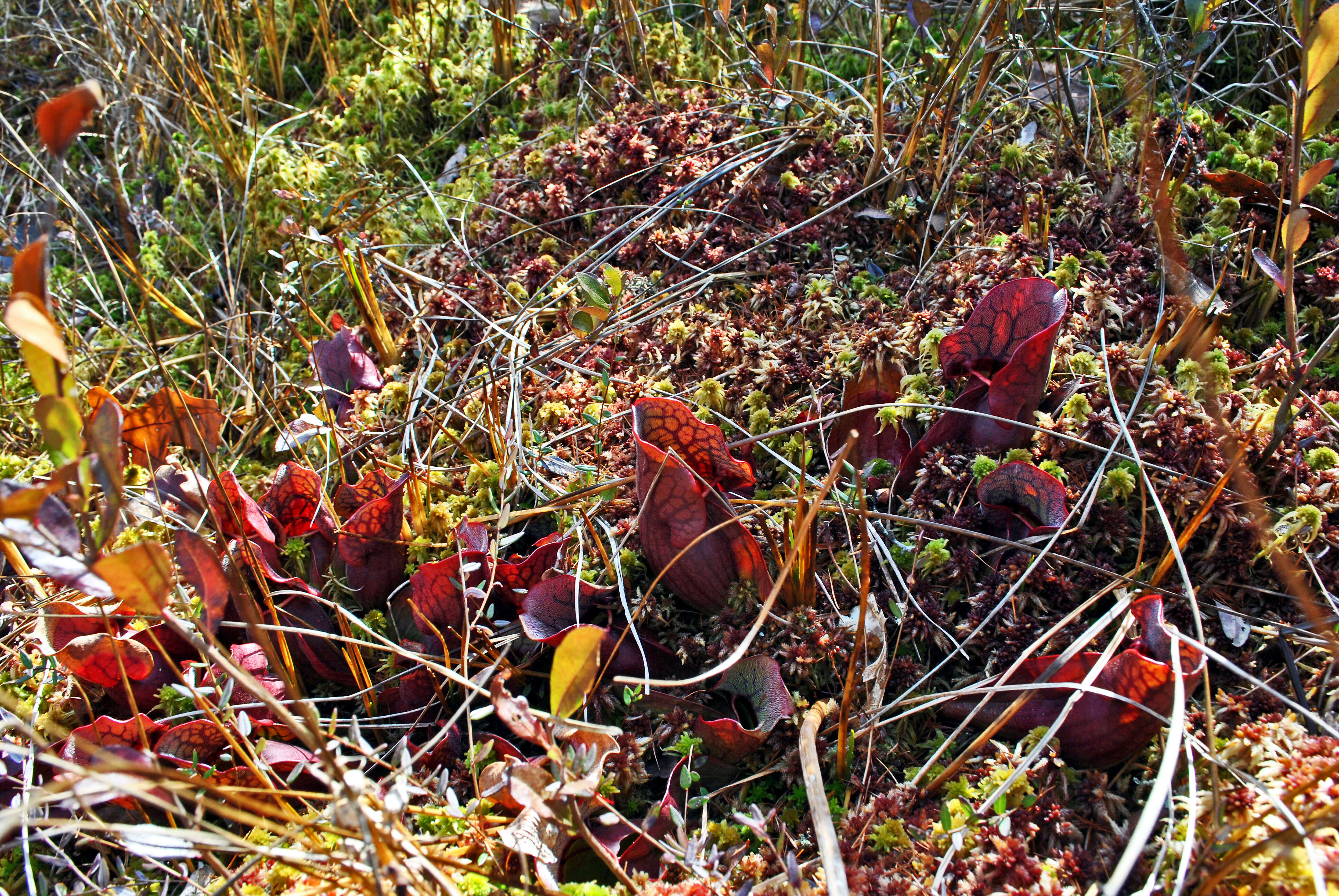 Image of purple pitcherplant