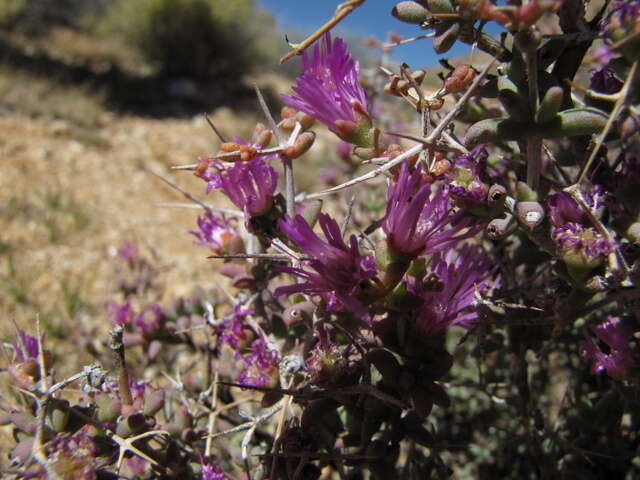 Ruschia divaricata L. Bol. resmi