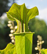 Image of Green Pitcherplant